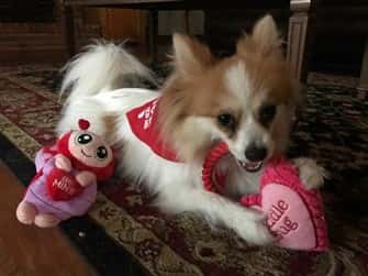 pomeranian-on-valentines-day-006